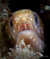 'Toothy' eel ... this one would hurt if he got a bite out... by Alex Tattersall 